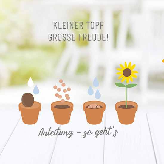 Blume im Topf Dinos Garten
